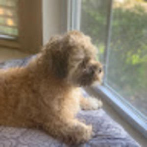 Meet your Posher, Shay